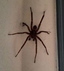 Miturgidae