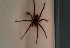 Miturgidae