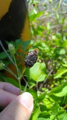 Protaetia orientalis sakaii