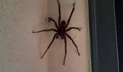Miturgidae
