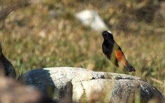 Phoenicurus leucocephalus