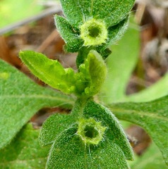 Contarinia partheniicola