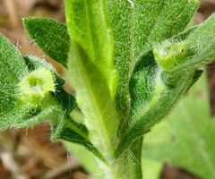 Contarinia partheniicola