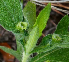 Contarinia partheniicola