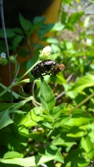 Protaetia orientalis sakaii