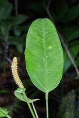 Anthurium parvispathum
