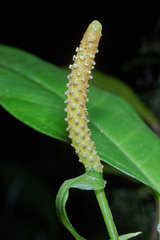 Anthurium parvispathum
