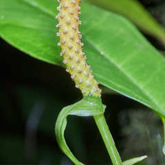 Anthurium parvispathum