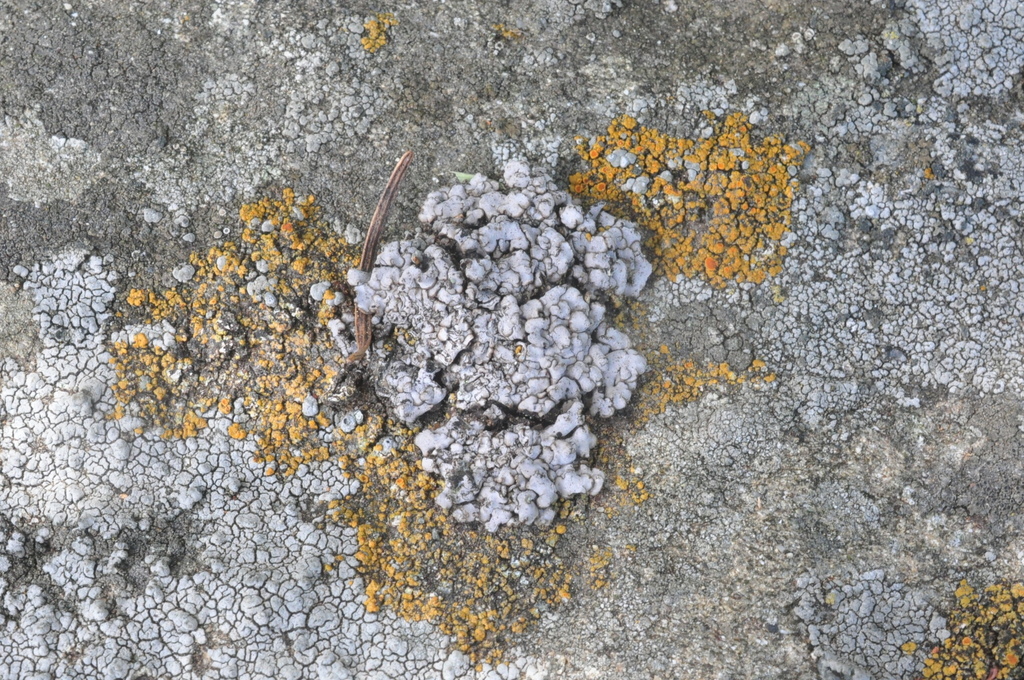 Dermatocarpon leptophyllodes