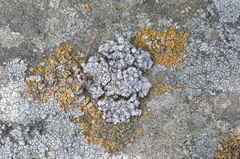 Dermatocarpon leptophyllodes