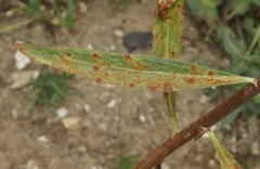 Puccinia baccharidis