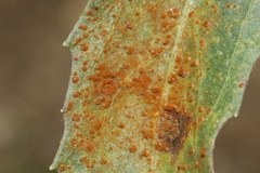 Puccinia baccharidis