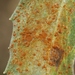 Mulefat Rust - Photo (c) James Bailey, some rights reserved (CC BY-NC), uploaded by James Bailey