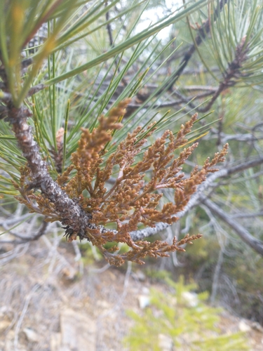 Image of Arceuthobium siskiyouense by no rights reserved