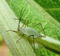 Macrosiphoniella