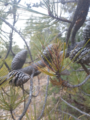 Image of Arceuthobium siskiyouense by no rights reserved