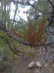 Arceuthobium siskiyouense