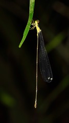 Pericnemis stictica