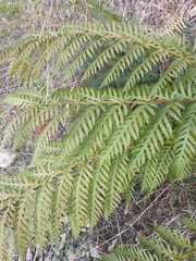 Woodwardia fimbriata image