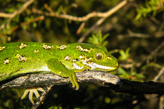 Naultinus gemmeus