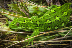 Naultinus gemmeus
