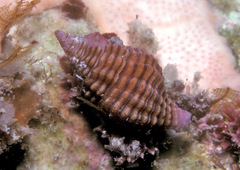 Clivipollia pulchra