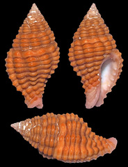 Clivipollia pulchra