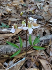 Cardamine angustata