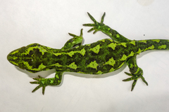 Naultinus gemmeus