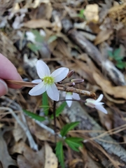 Cardamine angustata