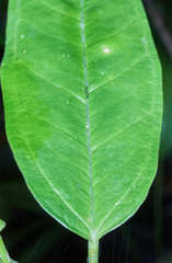 Anthurium parvispathum