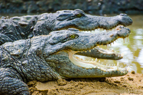 Mugger Crocodile, photo 9 of 10