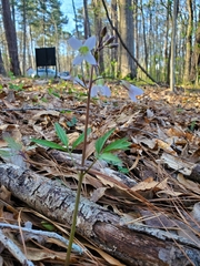 Cardamine angustata