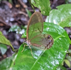 Cithaerias andromeda