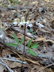 Cardamine angustata