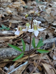 Cardamine angustata
