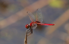 Urothemis aliena