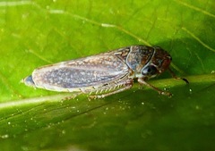 Graphocephala confluens