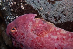 Chorisochismus dentex