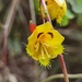 Tropaeolum emarginatum - Photo (c) Eduardo Chacón-Madrigal, some rights reserved (CC BY), uploaded by Eduardo Chacón-Madrigal