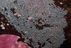 Chorisochismus dentex