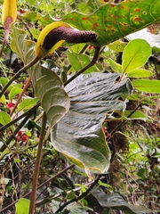 Anthurium concinnatum