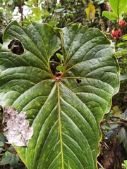 Anthurium concinnatum