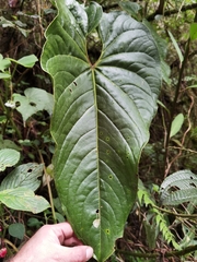Anthurium concinnatum