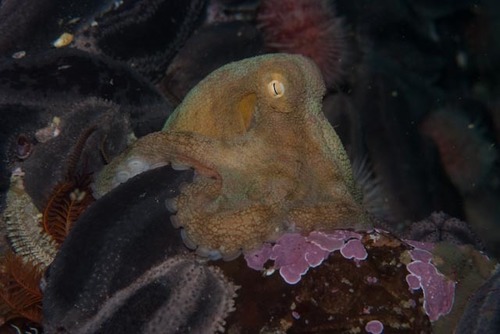 Eledone schultzei