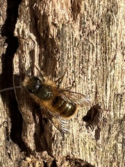 Osmia cornifrons