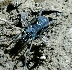 Ischyropsalis