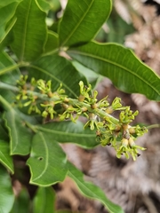 Alfaroa costaricensis