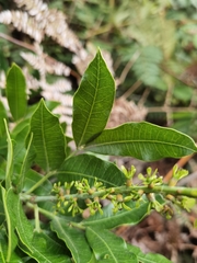 Alfaroa costaricensis