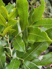 Alfaroa costaricensis